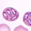 Babesia canis Parasite