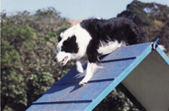 Border collie doing agility