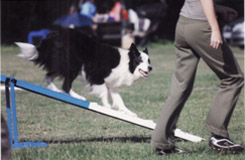 Boder collie doing agility