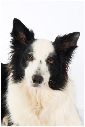 Border Collie