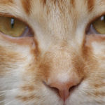 4 types of tabby cat markings
